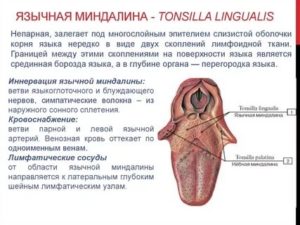 Язычная миндалина