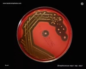 Streptococcus equi (мытный стрептококк) в зеве