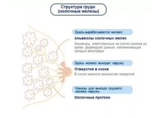 Болит грудь, нет месячных два месяца