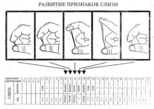 Беременность от смазки во время овуляции