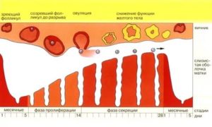 Кровь на 17 день цикла