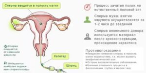 Возможна ли беременность без спермы
