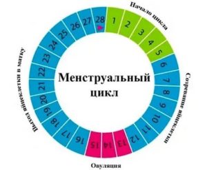 Какой день месячных считать первым?