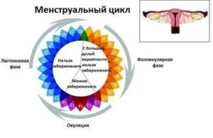 Вероятность беременности на 19 день цикла