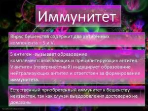 Иммунитет после вакцинации человека от бешенства