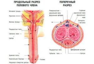 Два отверстия в головке полового органа, нормально ли это?