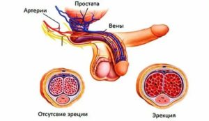 Быстро спадает возбуждение полового члена