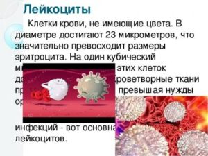 Лейкоциты в крови