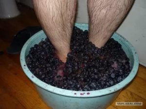 Зуд на ногах после давки винограда