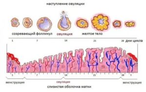 Болит грудь в начале цикла