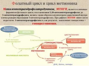 Мутация гена метилентетрагидрофолатредуктазы