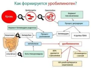 Уробилиноген в моче в 34