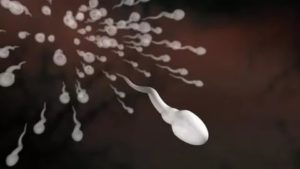 Сперматозоиды и мыло