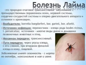 Болезнь Лайма при беременности