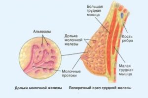 Грудное вскармливание при фиброзно-кистозной мастопатии