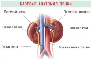 Положение правой почки спереди