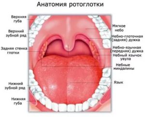 Прыщики на небных дужках