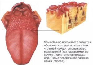 Дискомфорт на корне языка