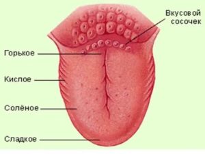 Увеличены вкусовые сосочки языка