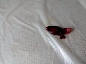 Коричневые сгустки во время месячных