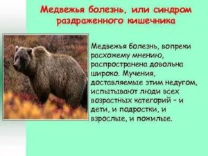 Медвежья болезнь