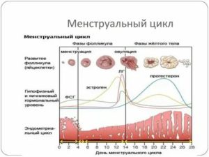 Как восстановить месячные не принимая гормоны