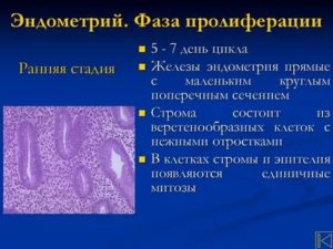 Эхопризнаки торможения пролиферации эндометрия