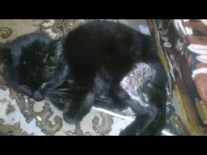 Кошка сифилис