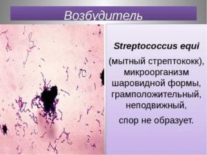 Streptococcus equi (мытный стрептококк) в зеве