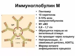 Повышен иммуноглобулин M