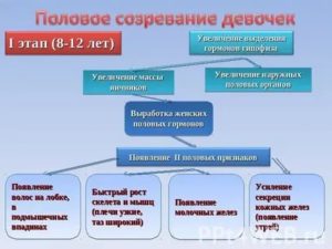 Половое созревание девочек