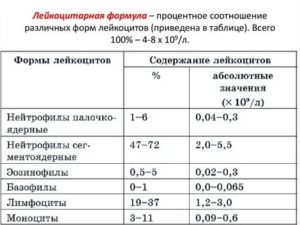 Лейкоцитарная формула при беременности