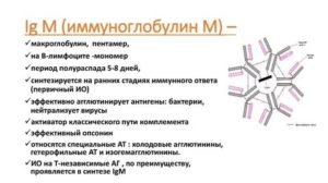 Повышен иммуноглобулин M