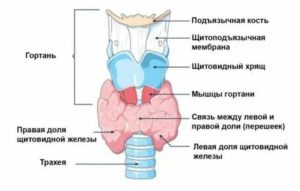 Увеличена левая доля щитовидной железы