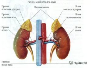 Почки И Надпочечники Расположение У Женщины Фото