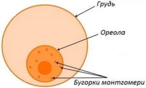 Бугорок при беременности