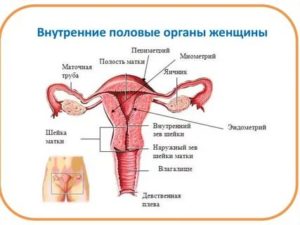 Мой половой орган ведет самостоятельный образ жизни. Не могу контролировать