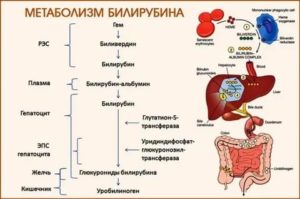 Спиртное при повышенном билирубине