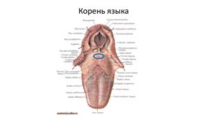 Дискомфорт на корне языка