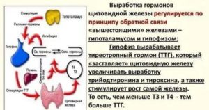 Кордарон и щитовидка