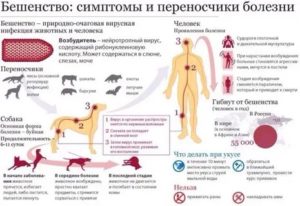 Бешенство от мыши