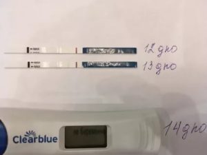 Врут ли тесты на беременность