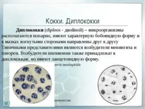 Кокки в мазке у девочки 2 года
