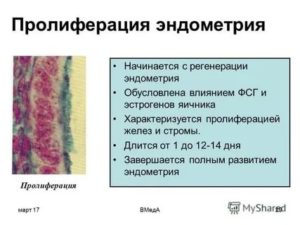 Эхопризнаки торможения пролиферации эндометрия