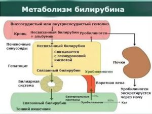 Повышено железо и билирубин