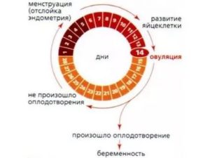 Менструация через 14 дней