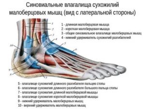 Посттравматический тендинит сухожилий, длинных и коротких малоберцовых мышц