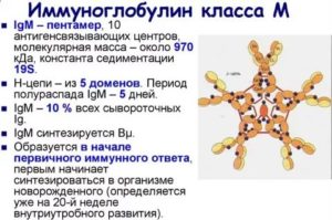 Повышен иммуноглобулин M