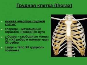 Мечевидный отросток после беременности