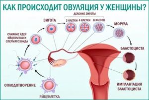 Боль во время секса в середине цикла